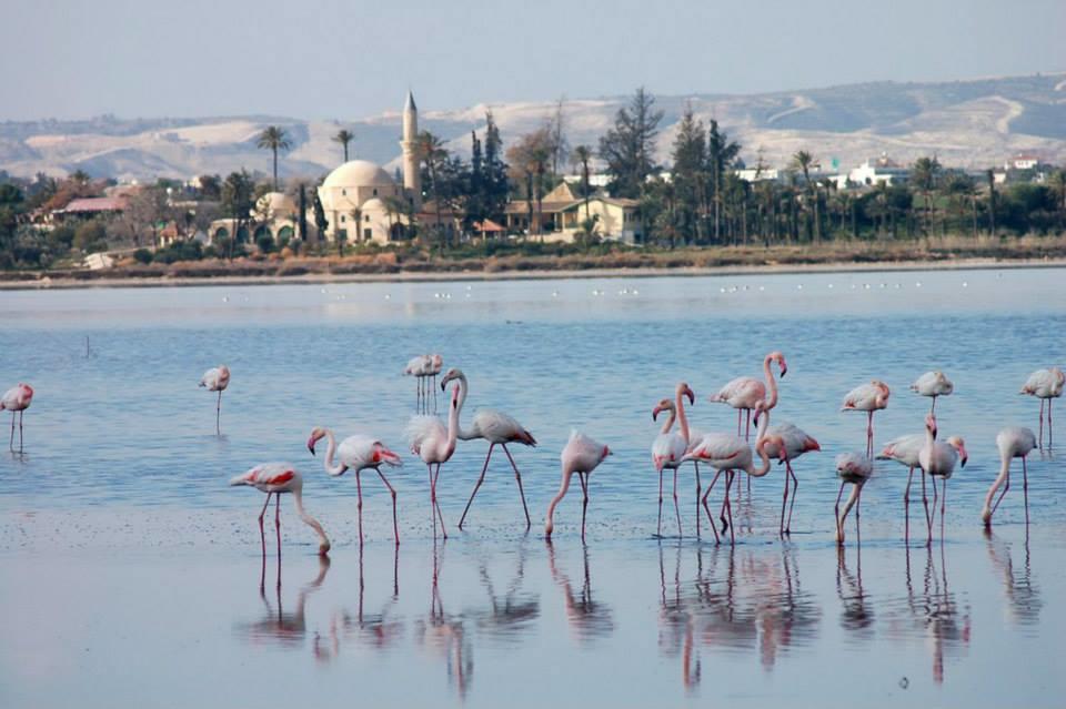Penelope Court Apartment 102 Larnaca Bagian luar foto